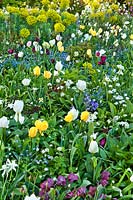 Mixed spring border with daffodils, hellebores, tulips, Mediterranean spurge, alliums and forget me nots.