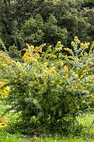 Acacia baileyana var. aurea - Cootamundra wattle
