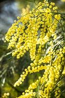 Acacia - Wattle - unnamed but showing mimosa-shaped flowers