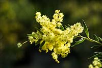 Acacia fimbriata dwarf - Fringed Wattle
