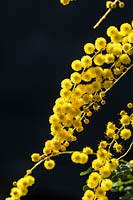 Acacia espectabilis - Mudgee Wattle - flowers against a black background