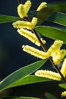 Acacia longifolia - Long-leaved Wattle 