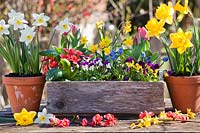 Narcissus - Daffodil - in clay pots and mixed flowers: Tulipa - Tulip, Narcissus - Daffodil, Primula, Viola and Muscari - Grape Hyacinth planted in wooden box