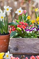 Narcissus - Daffodil - in clay pot and mixed flowers: Tulipa - Tulip, Narcissus - Daffodil, Primula and Viola planted in wooden box