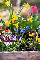 Mixed flowers: Tulipa - Tulip, Narcissus - Daffodil, Viola and Muscari - Grape Hyacinth - planted in wooden box