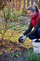 Women adding compost around Ribes uva-crispa - Gooseberry Bush 