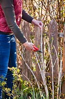 Pruning a Hydrangea 