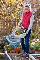 Woman holding basket potted bedding plants in flower 