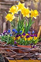 Potted bedding in flower: Narcissus - Daffodil, Muscari - Grape Hyacinth - and Viola, arranged in woven wreath on chair
