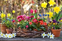 Pots of bedding in flower: Narcissus - Daffodil, Muscari - Grape Hyacinth - and Viola, by a woven wreath holding pots of Bellis - Daisy, Tulipa - Tulip - and Primula