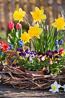 Pots of bedding in flower: Narcissus - Daffodil, Muscari - Grape Hyacinth and Viola in a woven wreath, potted Tulipa - Tulip - nearby 