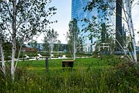 Public park with meadow, young Betula utilis - Birch - trees and grass
