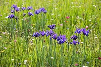 Iris in meadown