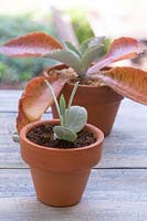 Close up of an established Donkey Ears succulent plantlet growing into a small terracotta pot.