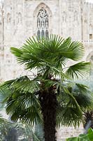Trachycarpus fortunei. the oasis of piazza duomo. Milan