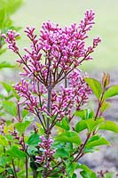 Syringa meyeri 'Flowerfesta Pink' - Lilac 'Flowerfesta Pink'