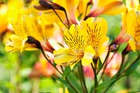 Alstroemeria 'Garden Jewel Yellow' - Peruvian Lily 'Garden Jewel Yellow'