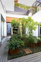 Modern courtyard garden, with raised aluminium planters and central Acer.