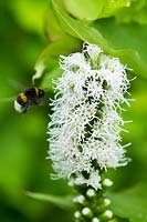 Bee visiting Liatris spicata 'Alba'