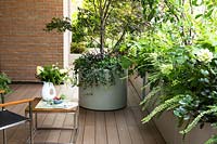 A corner of a decked terrace with shade tolerant plants in containers, a round container with Acer palmatum 'Crispifolium' and foliage underplanting, trough planters of Lonicera, Hydrangea paniculate and Gardenia 