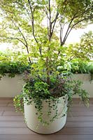 Round container with Acer palmatum 'Crispifolium' and foliage underplanting, on decking with line of planters with foliage