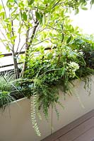 Edge of balcony with trough planters in front filled with shrubs for screening 