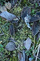 Frosted fallen leaves on a Potentilla 