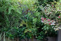 Planter with mixed planting of shrubs and perennials: Carex 'Evergold', Dryopteris erythrosa - Fern, Gardenia 'kleim's Hardy'