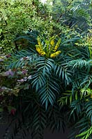 Mahonia 'Narihira' in wooden planters with others shrubs 