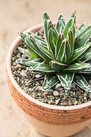 Agave victoriae-reginae 'Compacta' - Royal Agave - dressed with gravel in small pot