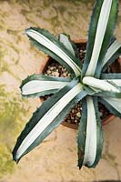 Agave americana 'Mediopicta Alba' - Century Plant - in a small pot