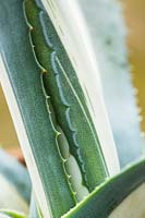 Agave americana 'Mediopicta Alba' - Century Plant 