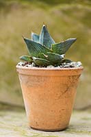 Agave pumila - Miniature Agave - small plant in pot 