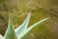 Agave guiengola 'Creme Brulee' - Century Plant 
