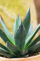 Agave 'Blue Glow' 