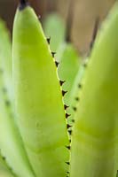Agave macroacantha viridis - Large-thorned Agave - detail of leaf edge with black spines