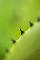 Agave macroacantha viridis - Large-thorned Agave - detail of black thorn or spine on leaf edge