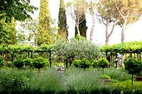 View over flower beds to topiary and pergola covered by Vitis - Vine, trees beyond