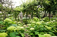 View overbed of Hydrangea macrophylla to statue in front of pergola
