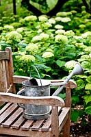 Watering can on chair, Hydrangea nearby