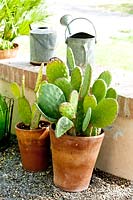 Opuntia in clay pots by wall 