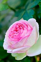 Rosa 'Pierre de Ronsard'  - Climbing Rose