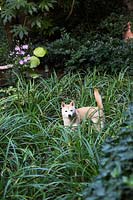 Domestic dog standing in the shady garden shrubs