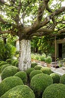 Topiary balls and mature mulberry tree