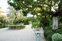 Gravel area with seating and tables displaying selection of roses with topiary balls and mulberry trees.

