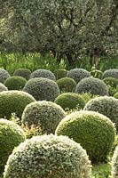 Teucrium and boxwood spheres