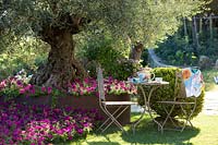 Table and chairs under a big old Olea europaea - Olive - tree near flower bed