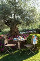 Seating near old Olea europaea - Olive - tree