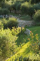 Lawn and trees including Olea europaea - Olive - trees, on terraces made from stone walls 