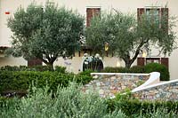 Front of house with Olea europaea - Olive - trees and stone walls 